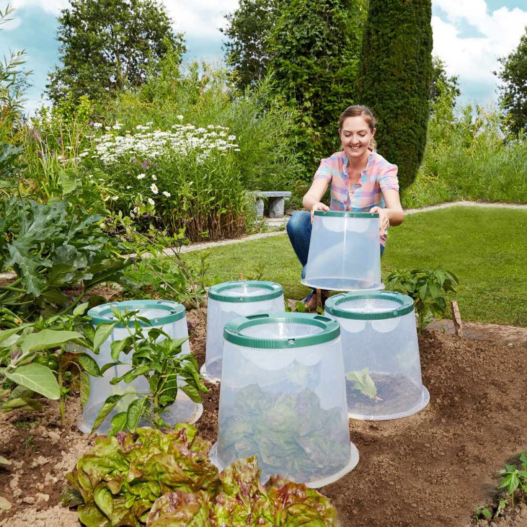 Garantia Sunny Forcing Cloche